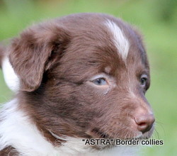Red and white, Female, medium to rough coated, border collie puppy